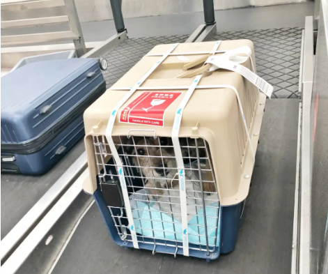三门峡宠物托运 宠物托运公司 机场宠物托运 宠物空运